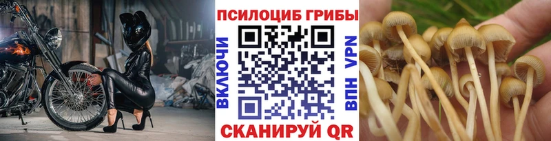 Галлюциногенные грибы Psilocybe  Почеп 